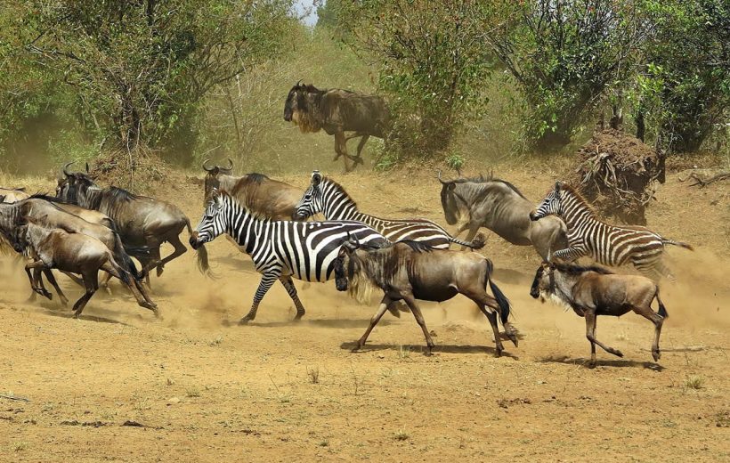 3 Days Masai Mara Students Educational Safari