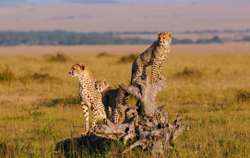 10 Days 9 Nights Samburu, Aberdares, Lake Naivasha, Masai Mara, Kericho, Lake Nakuru& Ngong Kibiko