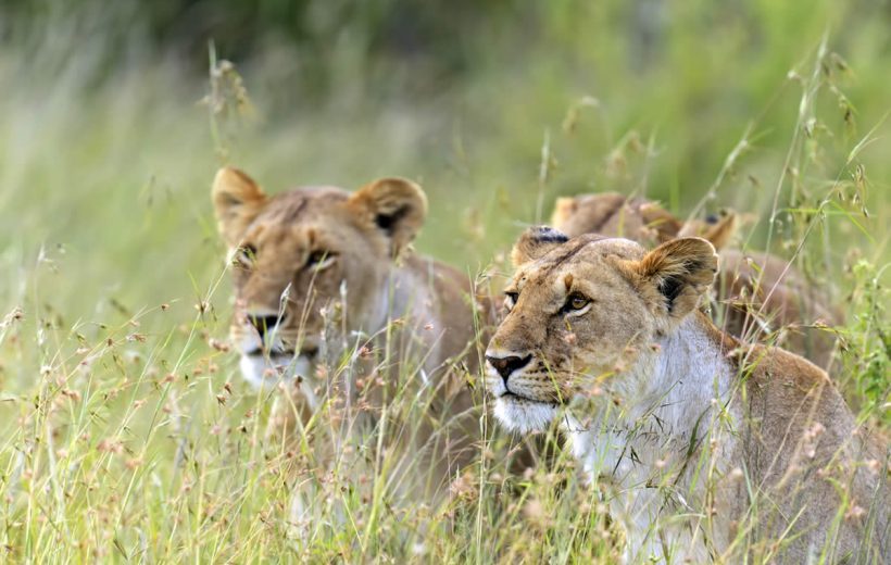 Kids Safari Magic: 3 Days in Masai Mara