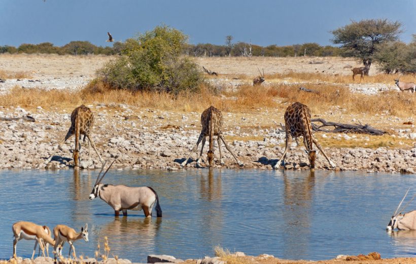 Guardians & Gentle Giants: A Day Of Wildlife Hope At Ol Pejeta!