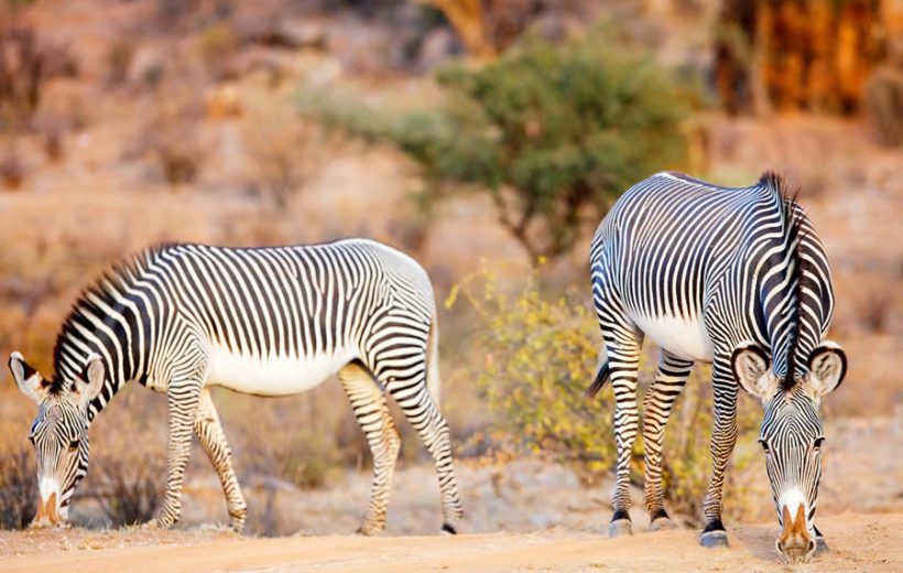 Samburu Land Cruiser  Safari: Where Time Stands Still & Zebras Gallop Wild