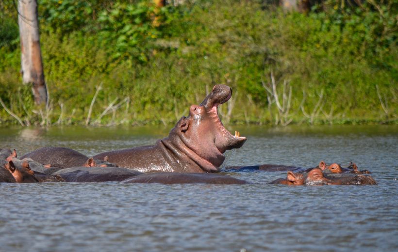 Hippo High Jinks & Secret Hikes: Naivasha's Wild Side
