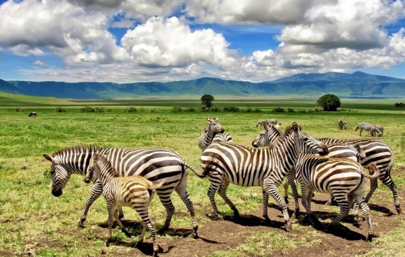 8 Days 7 Nights Tanzania Experience With Materuni Cultural Tour