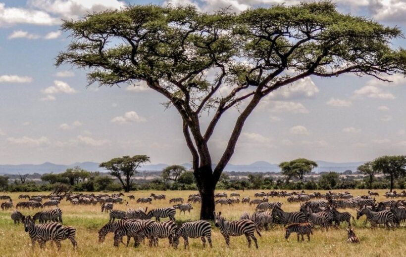Discover Kenya & Tanzania in 10 Unforgettable Nights