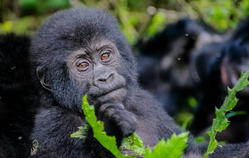 Primate Paradise & Waterfall Wonders: 6 Days To Explore Uganda's Hidden Gems