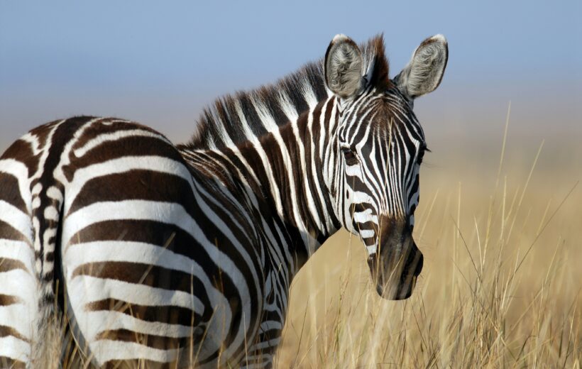 7 Days 6 Nights Aberdare, Naivasha & Maasai Mara Package