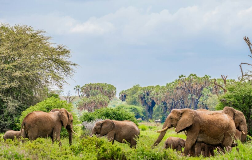 10 Days 9 Nights Samburu, Aberdares, Lake Naivasha, Masai Mara Safari Package