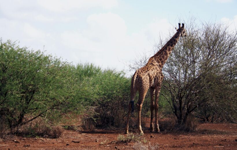 TWO PARKS, ONE TRAIN: AMBOSELI &TSAVO